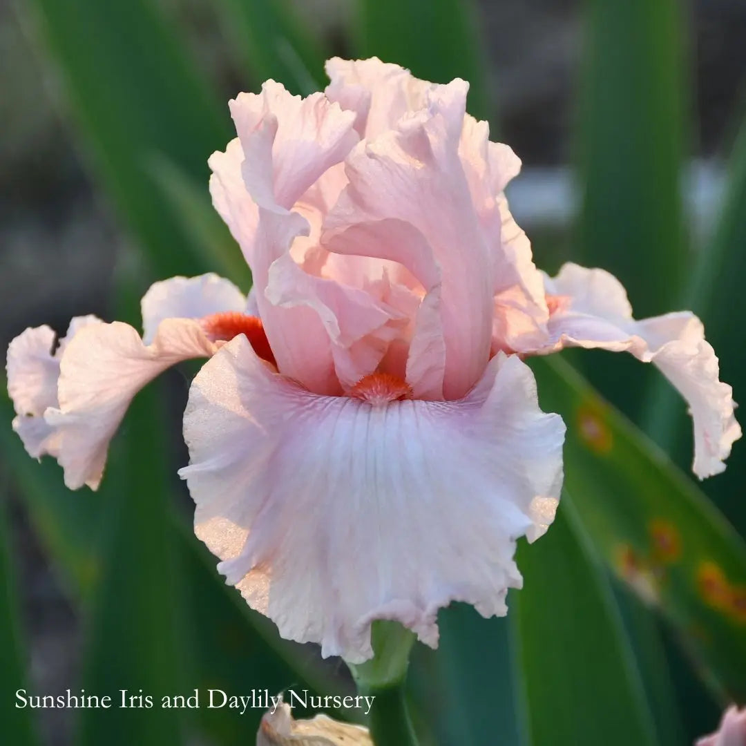 Pink Champagne - Tall Bearded Iris Sunshine Iris Nursery