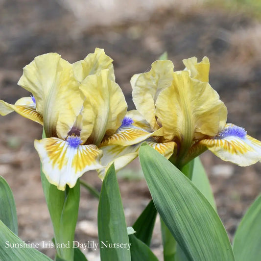 Pokemon - Miniature Dwarf Bearded Iris Sunshine Iris Nursery