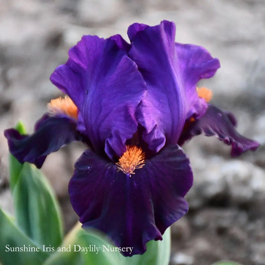 Queen of Darkness - Dwarf Bearded Iris Sunshine Iris Nursery