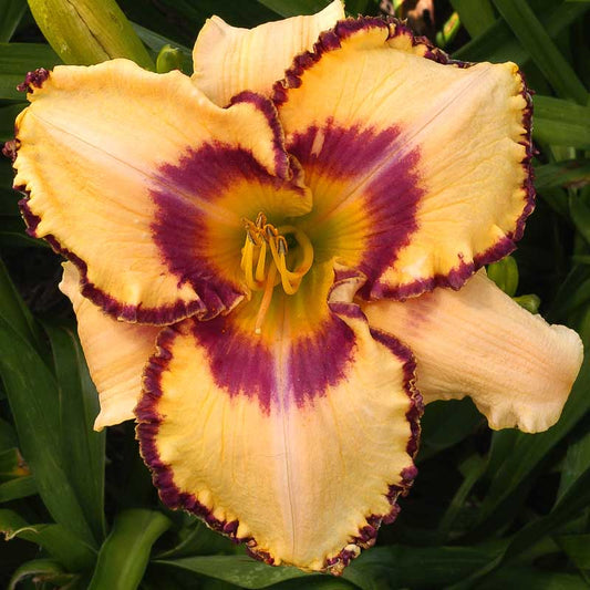 Something Bold - Large Daylily
