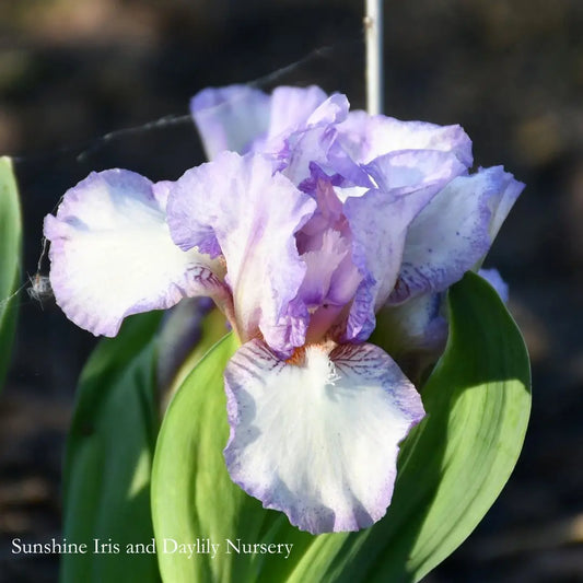 Songlines - Dwarf Bearded Iris Sunshine Iris Nursery