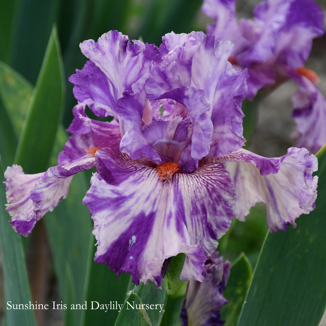 Squid Squirt - Tall Bearded Iris