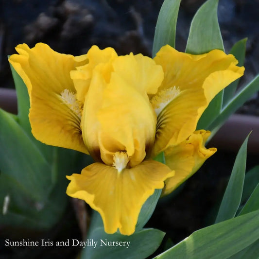 Stash - Dwarf Bearded Iris Sunshine Iris Nursery