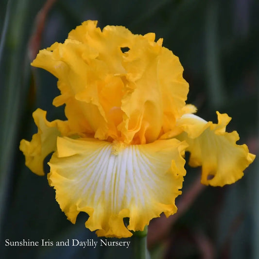 Thats All Folks  - Tall Bearded Iris Sunshine Iris Nursery