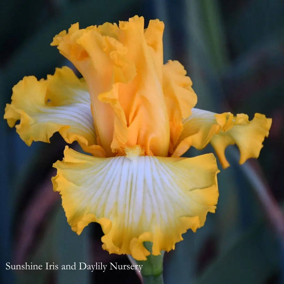 Thats All Folks  - Tall Bearded Iris Sunshine Iris Nursery