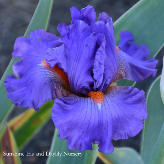 Twilight Blaze - Tall Bearded Iris