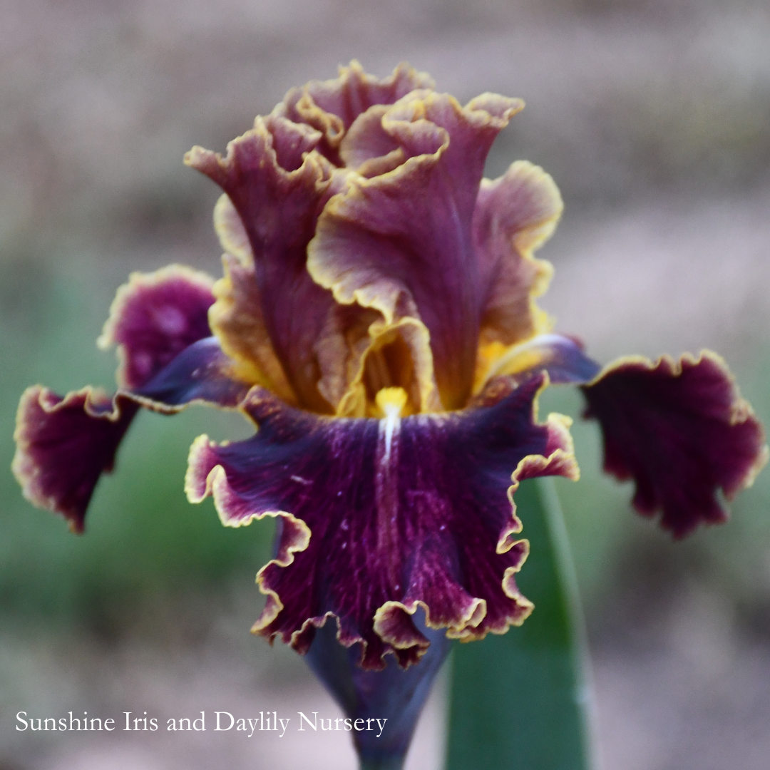 Volcanic Glow - Tall Bearded Iris