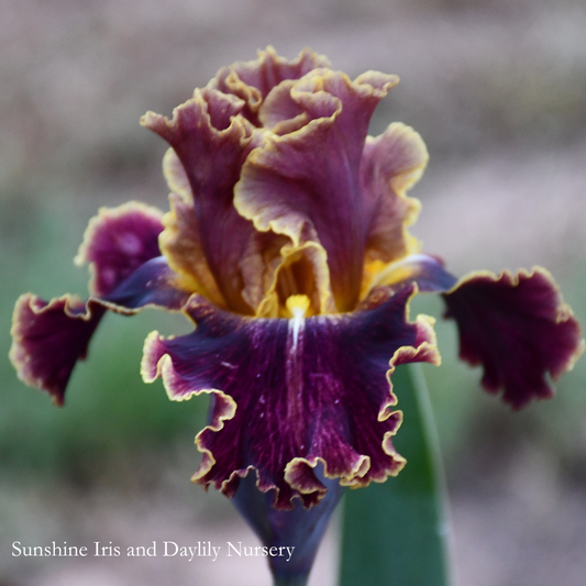 Volcanic Glow - Tall Bearded Iris