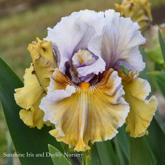 Waves On The Coast - Tall Bearded Iris Sunshine Iris Nursery