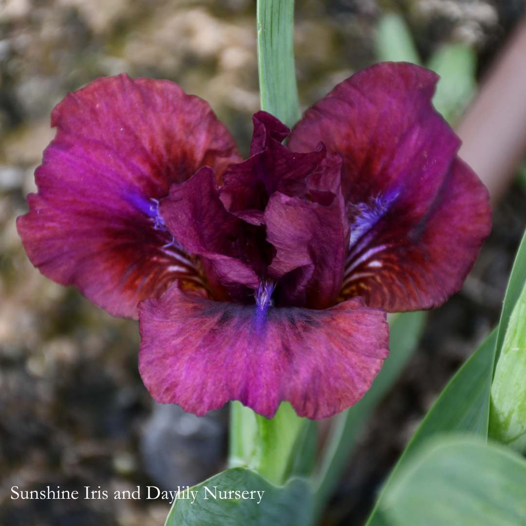 Wee Stroll - Dwarf Bearded Iris