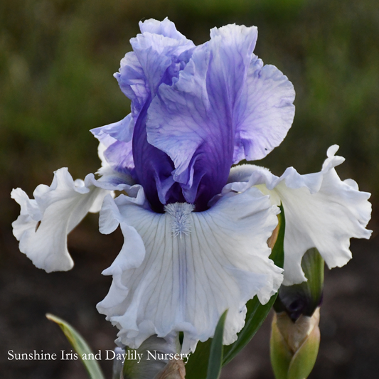 Wintry Sky - Tall Bearded Iris