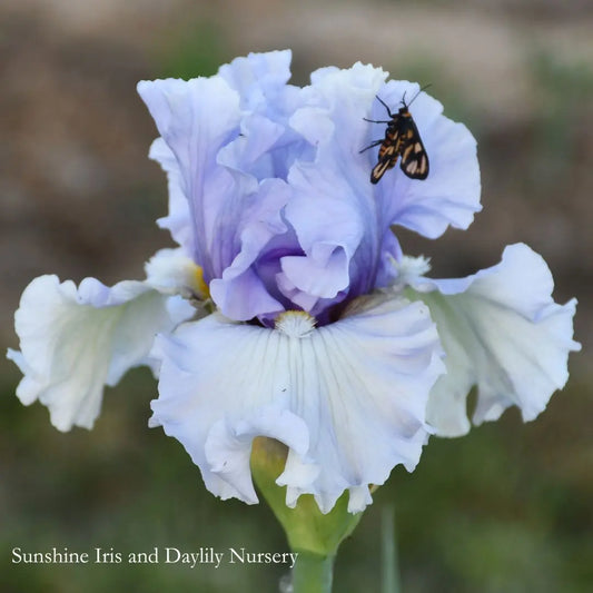 Wishful Thinking - Tall Bearded Iris Sunshine Iris Nursery