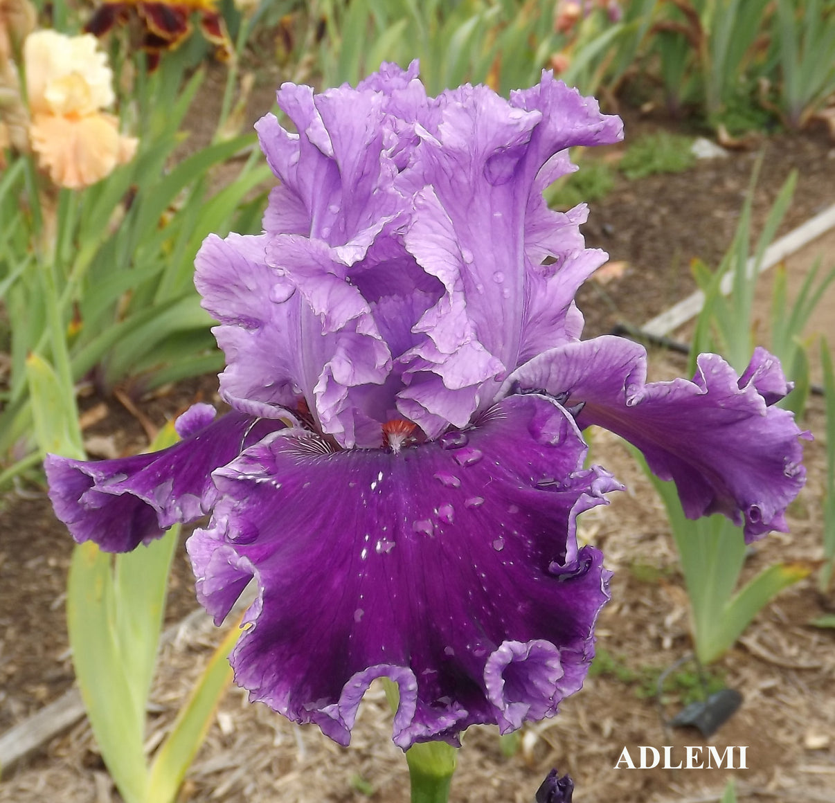 ADLEMI Iris Flowers Iris Bulbs Sunshine Iris Nursery