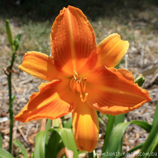 Acacia Glenn - Large Daylily