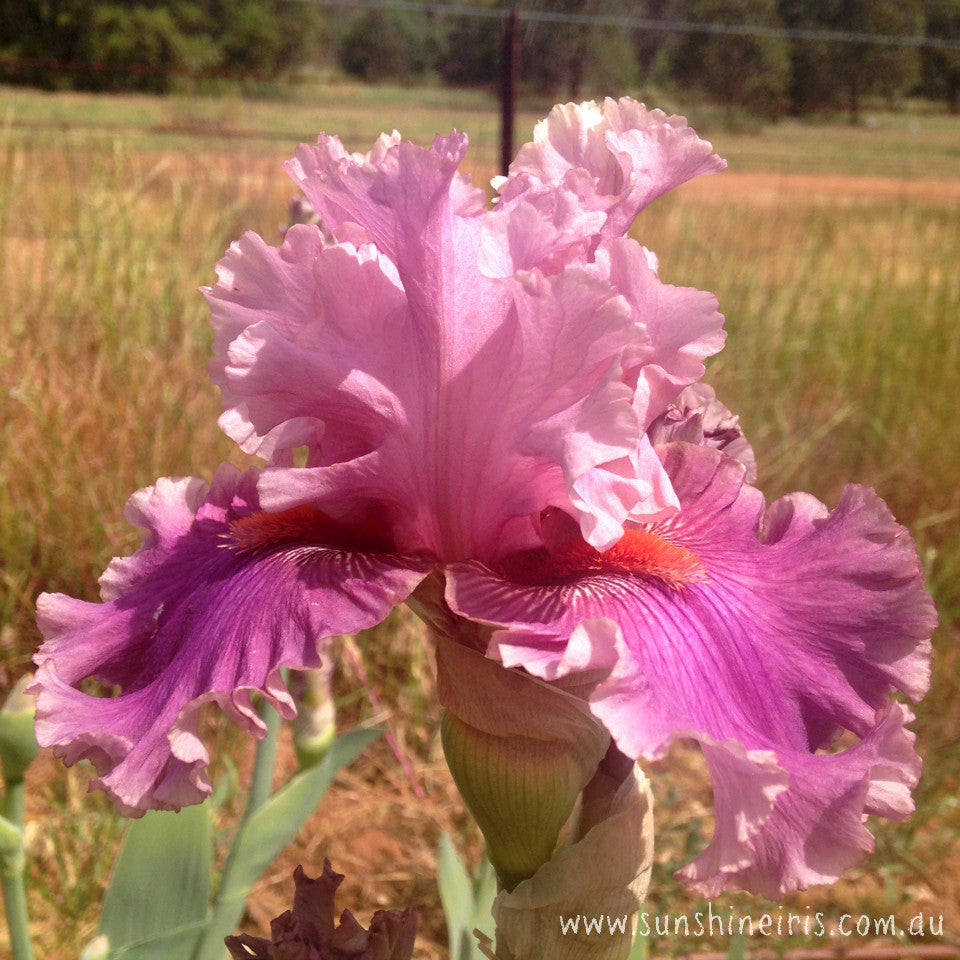 Aflutter - Tall Bearded Iris