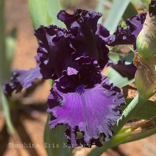 All Night Long - Tall Bearded Iris