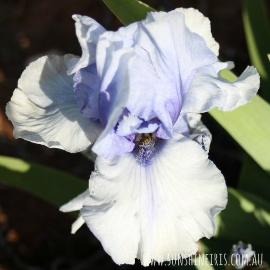 Am I Blue - Median Bearded Iris