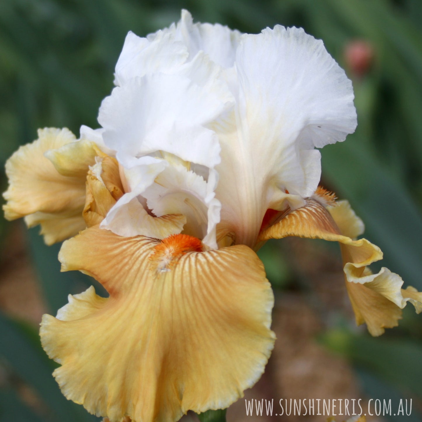 Amber Snow - Tall Bearded Iris