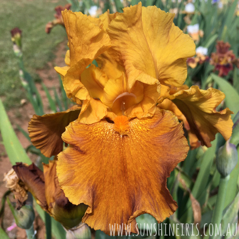 Amber Tambour - Tall Bearded Iris