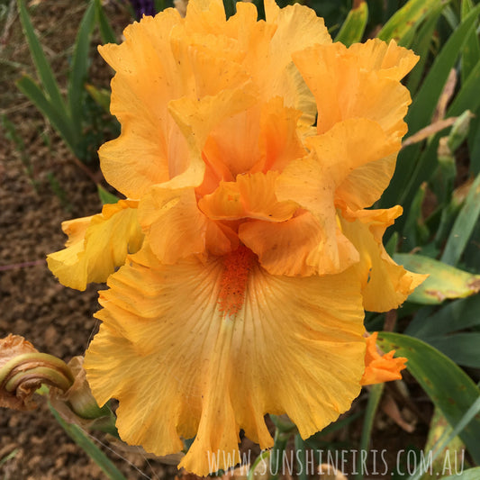 Amplified - Tall Bearded Iris