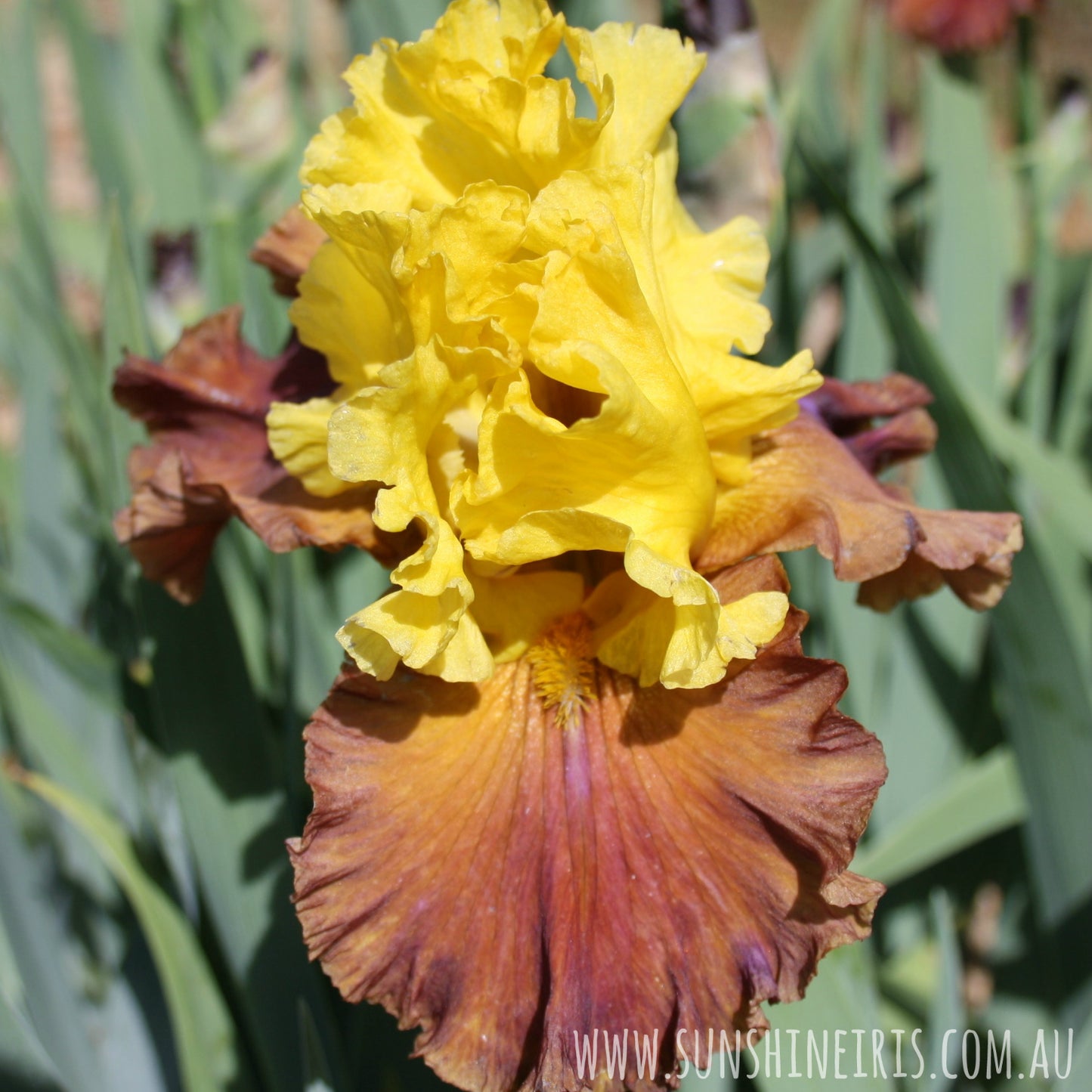 Arabian Story - Tall Bearded Iris