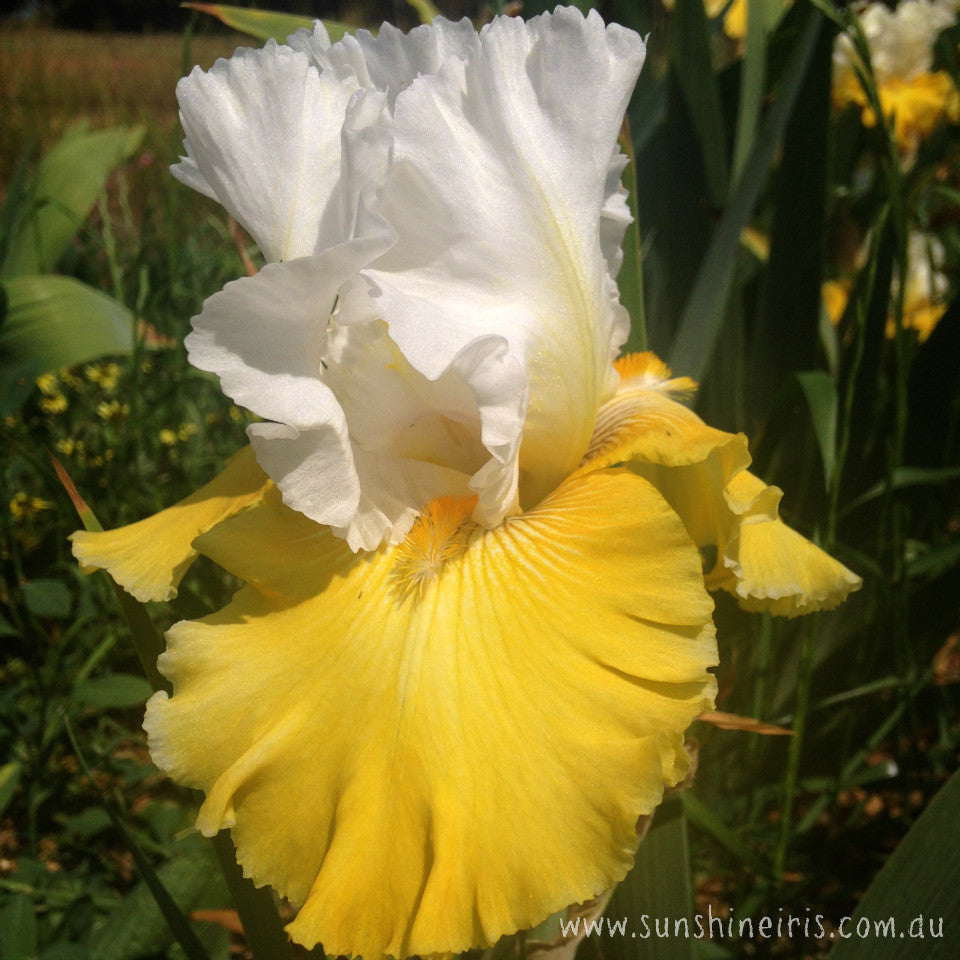 Aura Light - Tall Bearded Iris