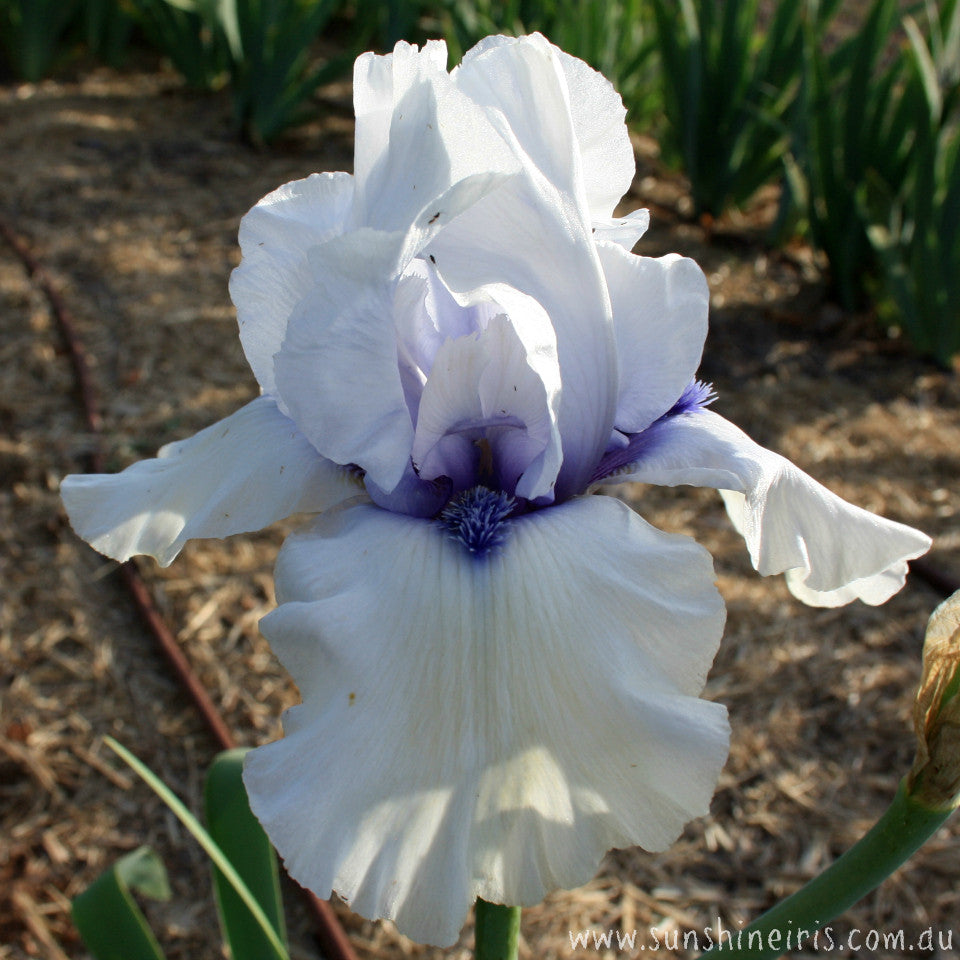 Autograph - Tall Bearded Iris