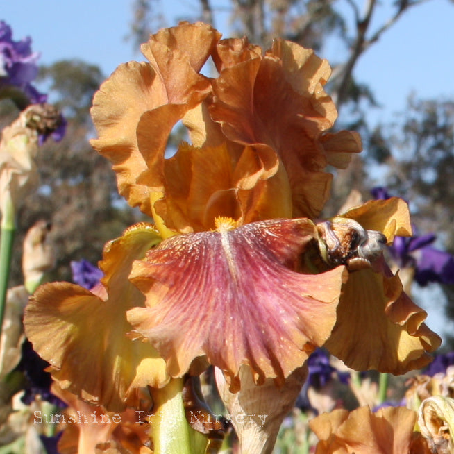 Autumn Leaves - Median Bearded Iris