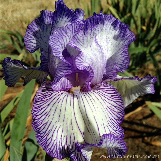 Autumn Circus - Tall Bearded Iris