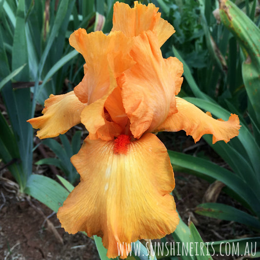 Avalon Sunset - Tall Bearded Iris