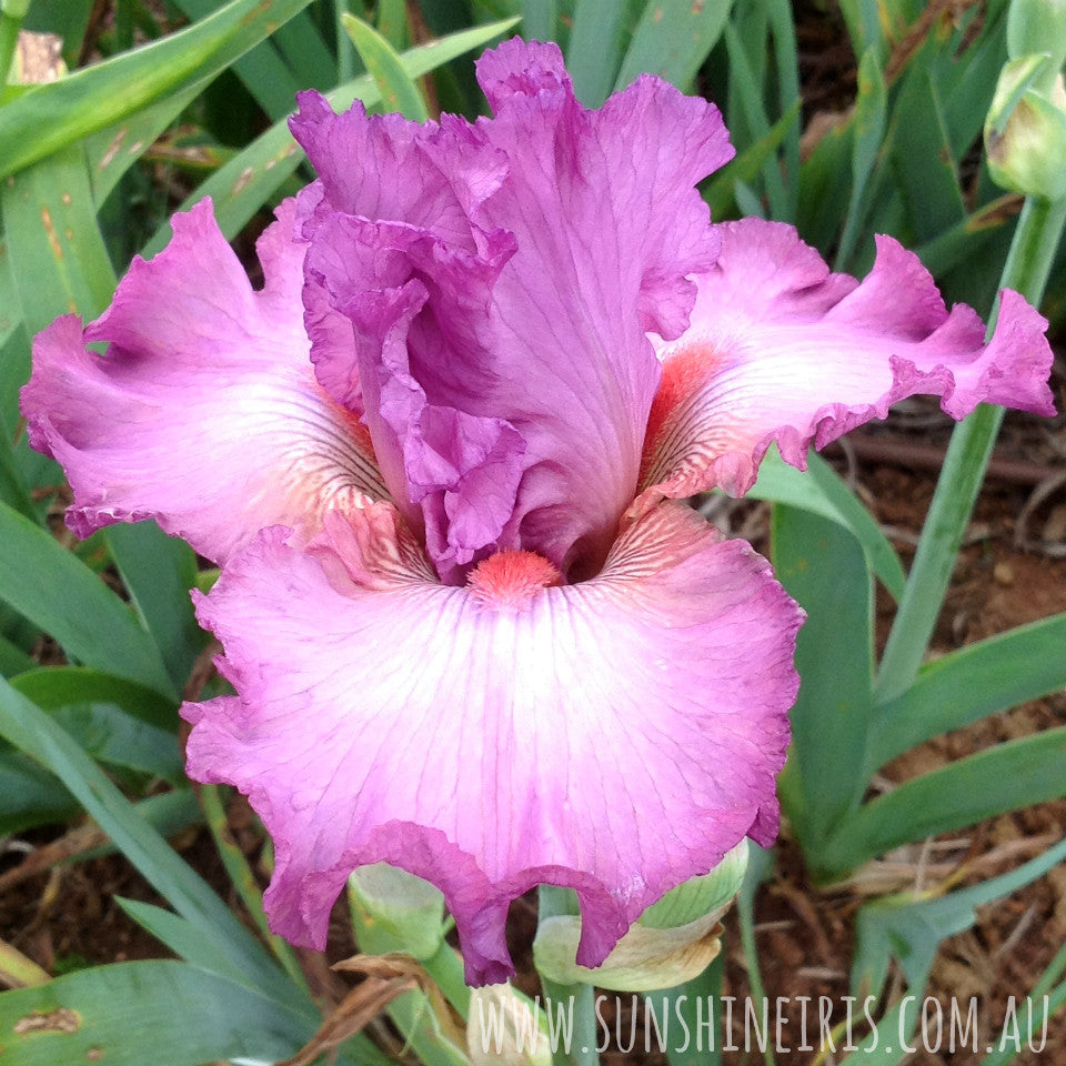 Avona - Tall Bearded Iris