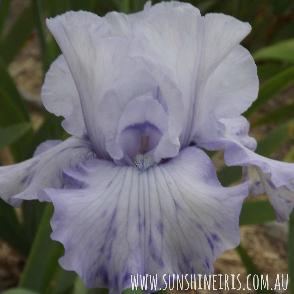 Blue For You - Tall Bearded Iris