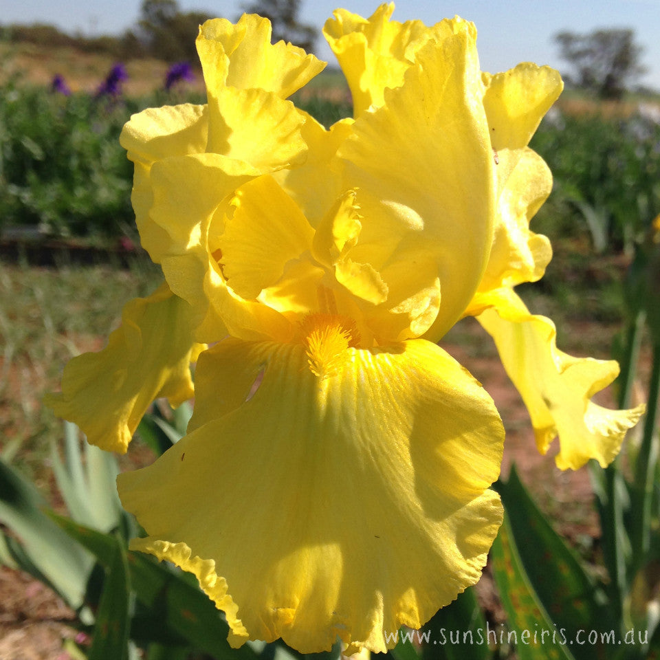 Bahloo - Tall Bearded Iris