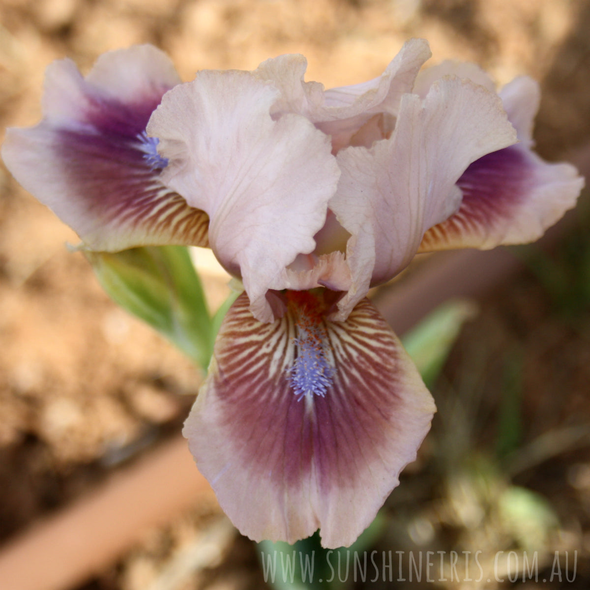 Balasam - Median Bearded Iris