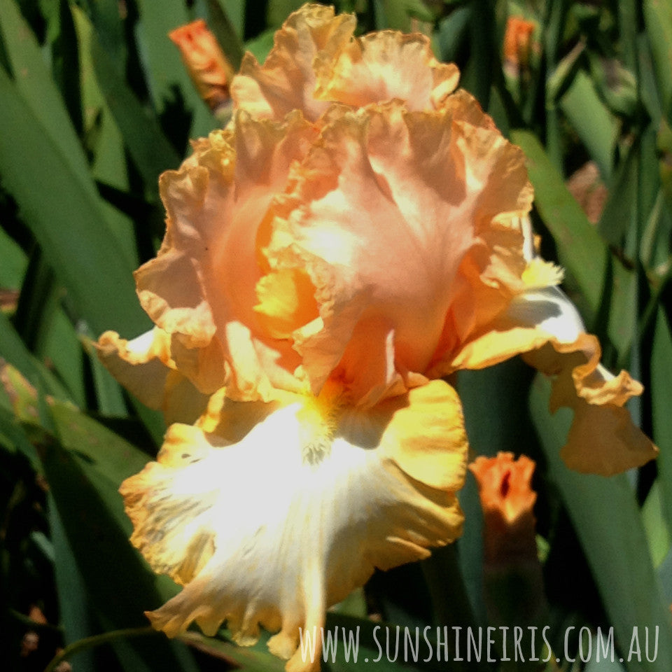 Barbara My Love - Tall Bearded Iris