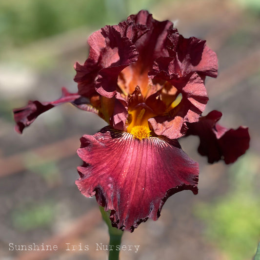 Battle Royal - Tall Bearded Iris