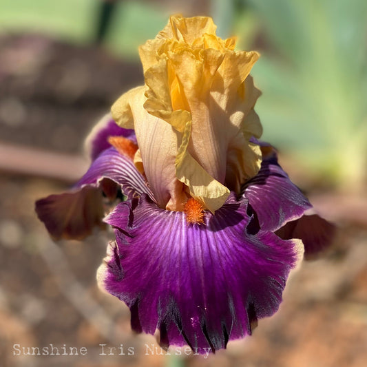 Be Mine Tonight - Tall Bearded Iris