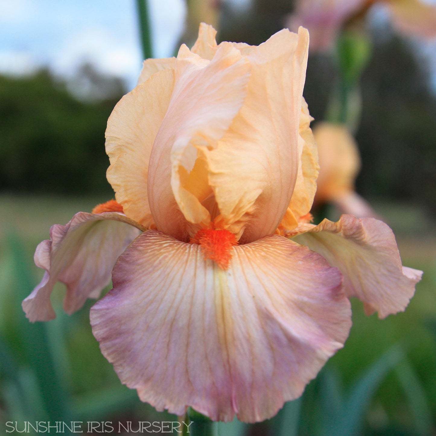 Beau-Don - Tall Bearded Iris