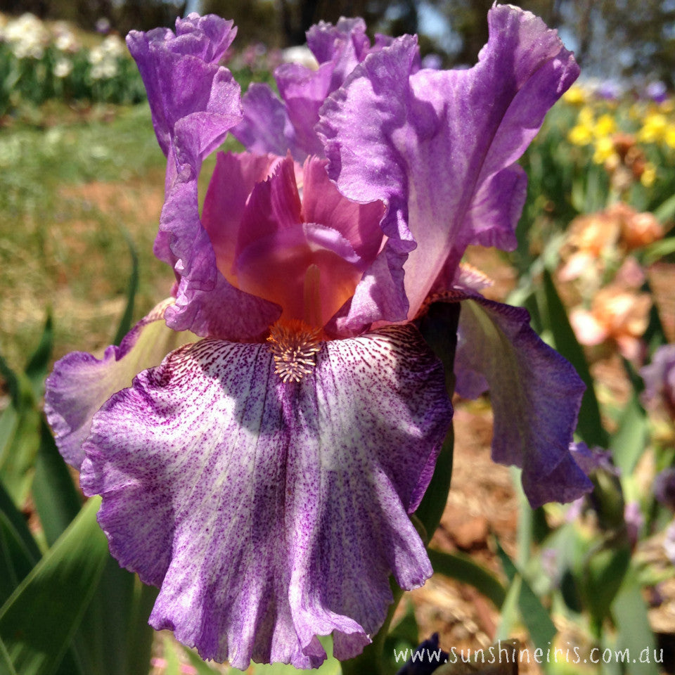 Beaumonde - Tall Bearded Iris