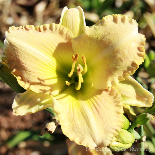 Beloved Ballerina - Large Daylily
