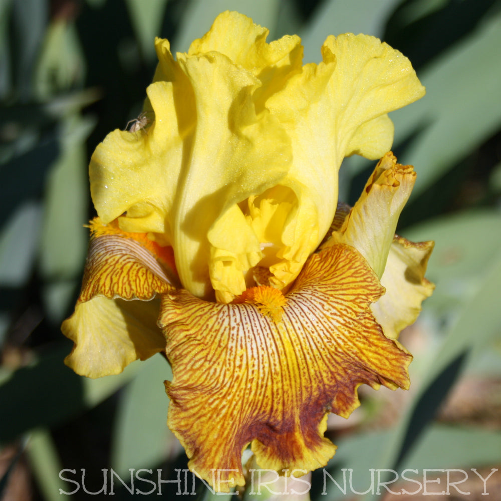 Bengal Tiger - Tall Bearded Iris