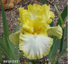 Bequest - Tall Bearded Iris