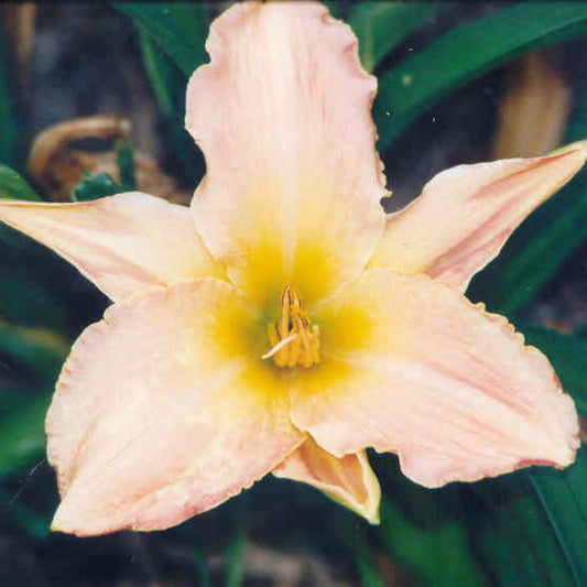 Betty Hudson - Large Daylily