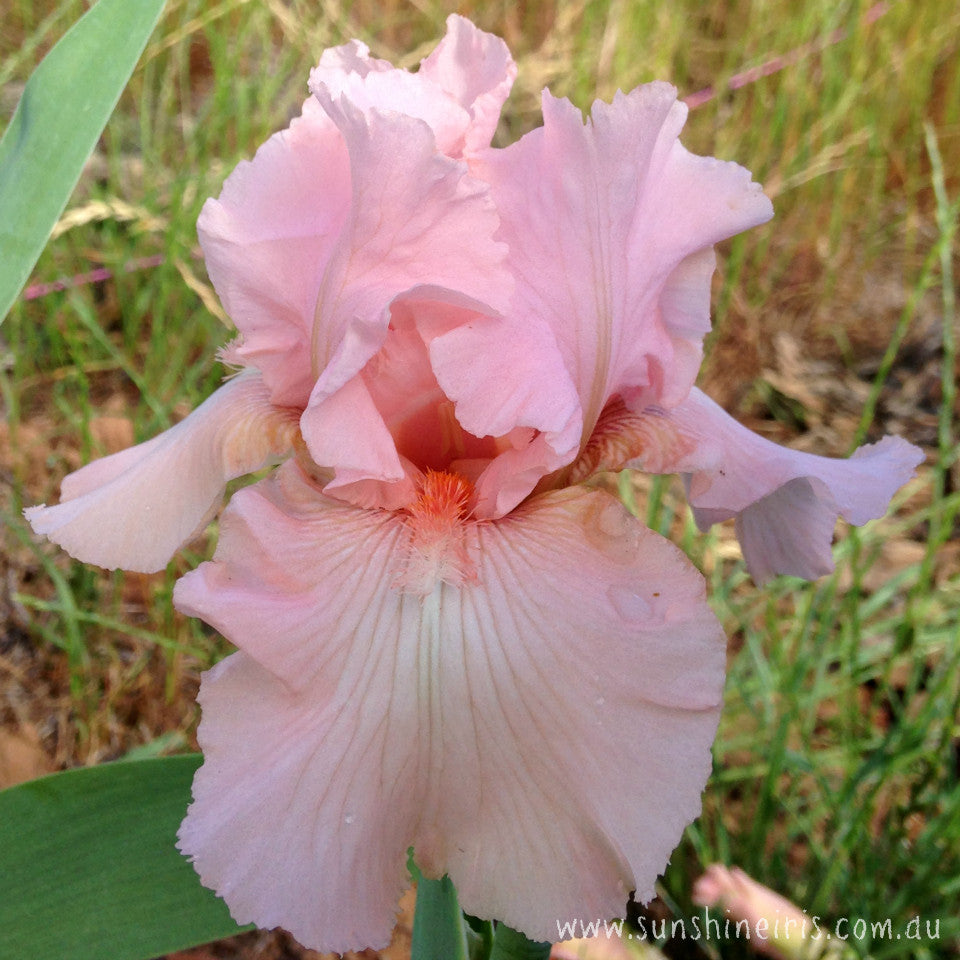 Beverly Sills - Tall Bearded Iris