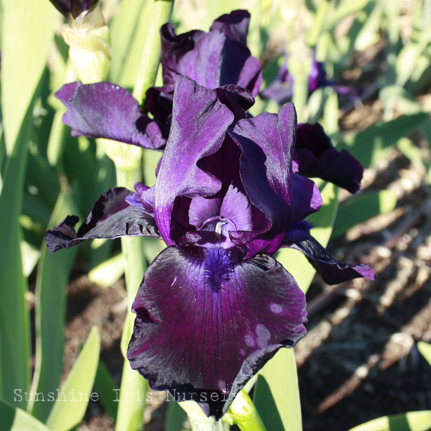 Black Dragon - Tall Bearded Iris