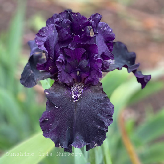 Black Phantom - Tall Bearded Iris