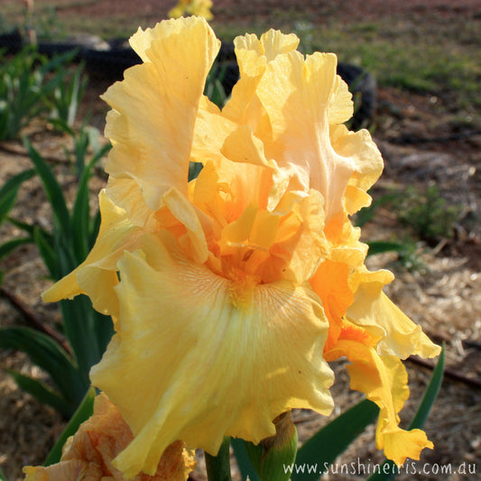 Black Hills Gold - Tall Bearded Iris