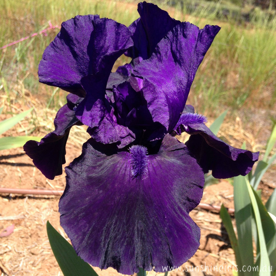 Black Out - Tall Bearded Iris