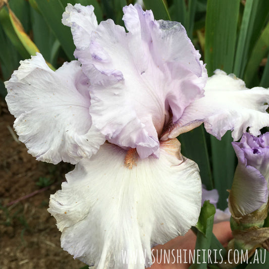 Bliss Bomb - Tall Bearded Iris