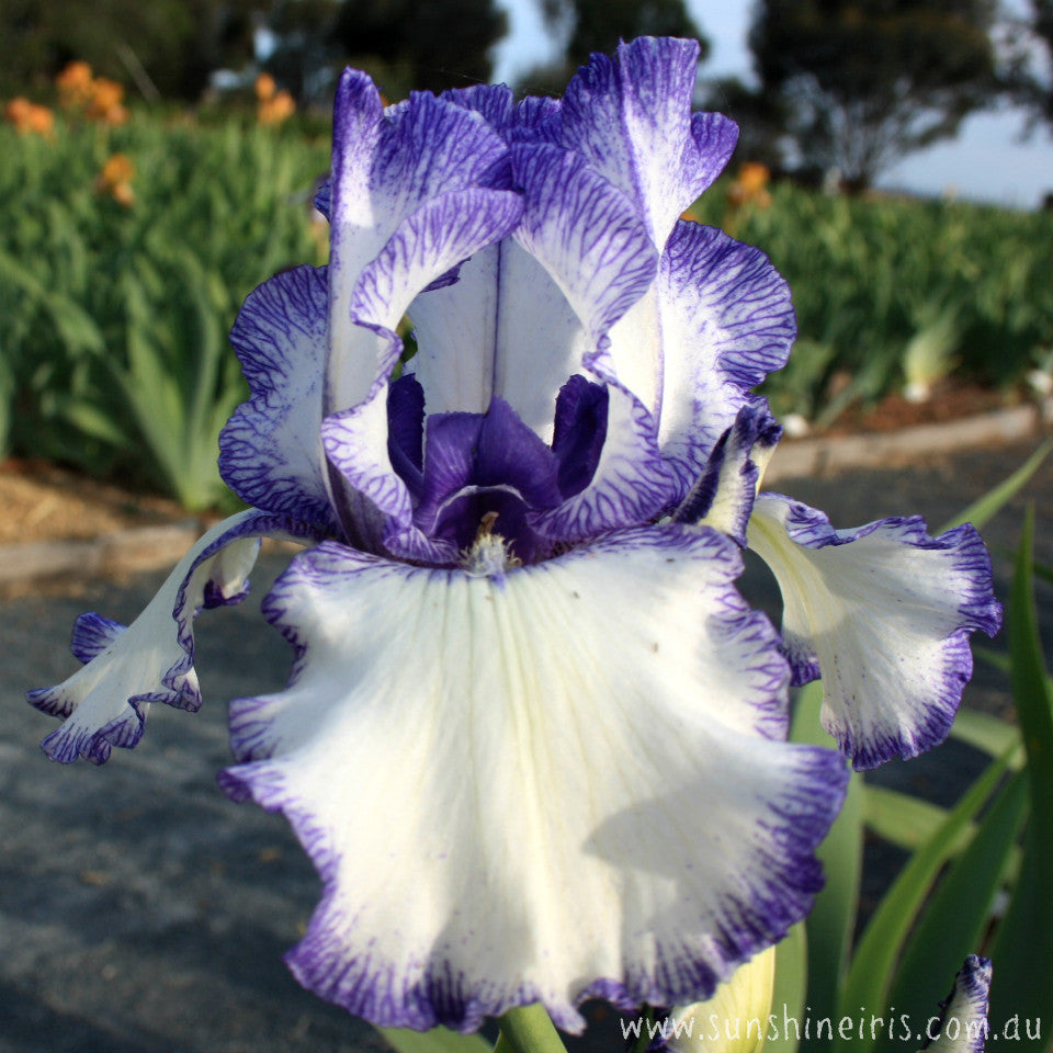 Blue Staccato - Tall Bearded Iris